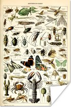 Poster Dieren - Adolphe Millot - Vintage - Insecten - Kunst - 20x30 cm