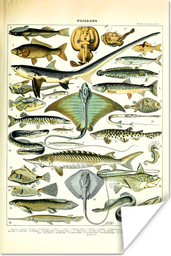 Poster Vissen - Zeedieren - Dieren - 20x30 cm