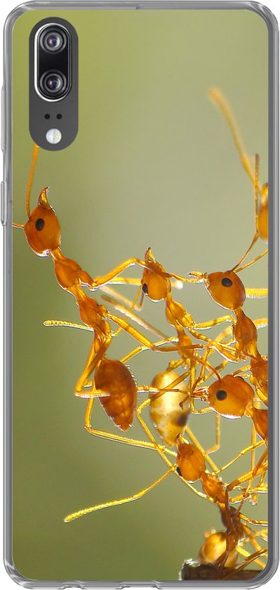 hulp in de huishouding Of Schat Huawei P20 hoesje - Mieren - Oranje - Dieren - Siliconen Telefoonhoesje |  bol.com