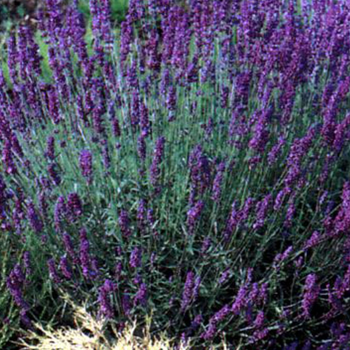 Find the perfect Lavender Seeds for you on Bol.com