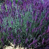 12 x Lavandula angustifolia ‘Munstead’ - Lavendel Pot 9x9 cm - Uitstekende Lavendel voor Jouw Tuin