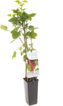 Rode Bes - Aalbes Jonkheer van Tets - kleinfruit - bessenstruik - plant - eigen fruit kweken