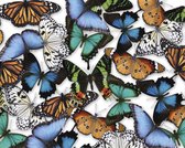 Nassau Fine Art® Schilderen op nummer volwassenen | Dieren Schilderen op Nummer | Vlinders | Inclusief gespannen canvas 40 x 50 CM - 4 filament penselen - 24 kleuren acrylverf