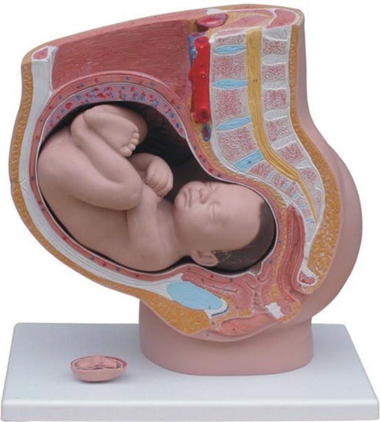 De baarmoeder met foetus 40 weken - Anatomie model - Zwangerschapsmodel