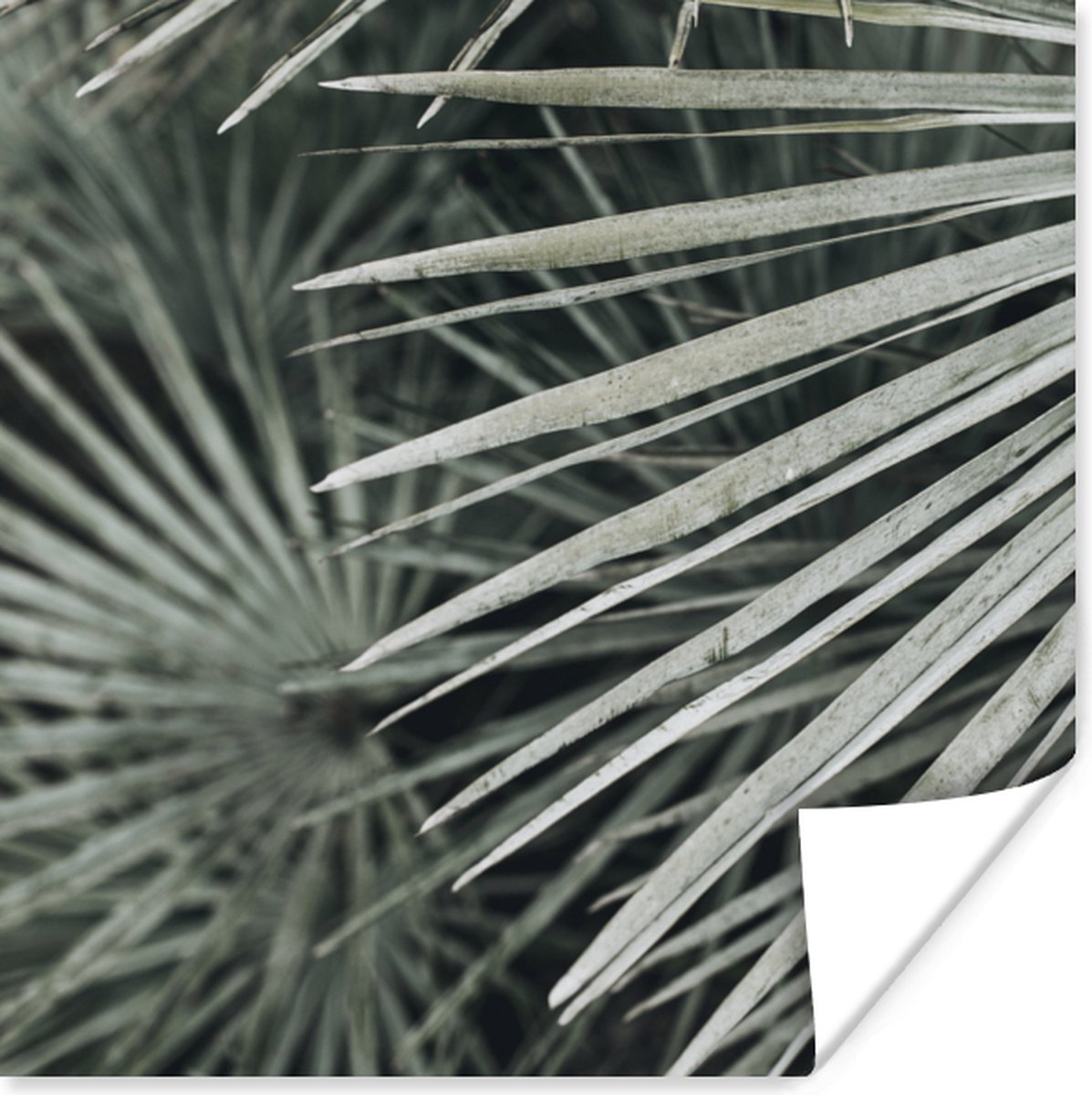 Poster Bladeren - Groen - Palm - 75x75 cm