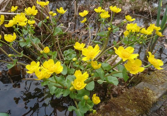 Dotterbloem (Caltha palustris) - Vijverplant - 3 losse planten - Om zelf op te potten - Vijverplanten Webshop