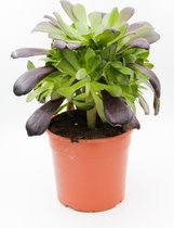 Ikhebeencactus | set van 2 stuks | Peperomia prostrata | string of turtles | hangplant | 8.5cm pot | 15cm hoog