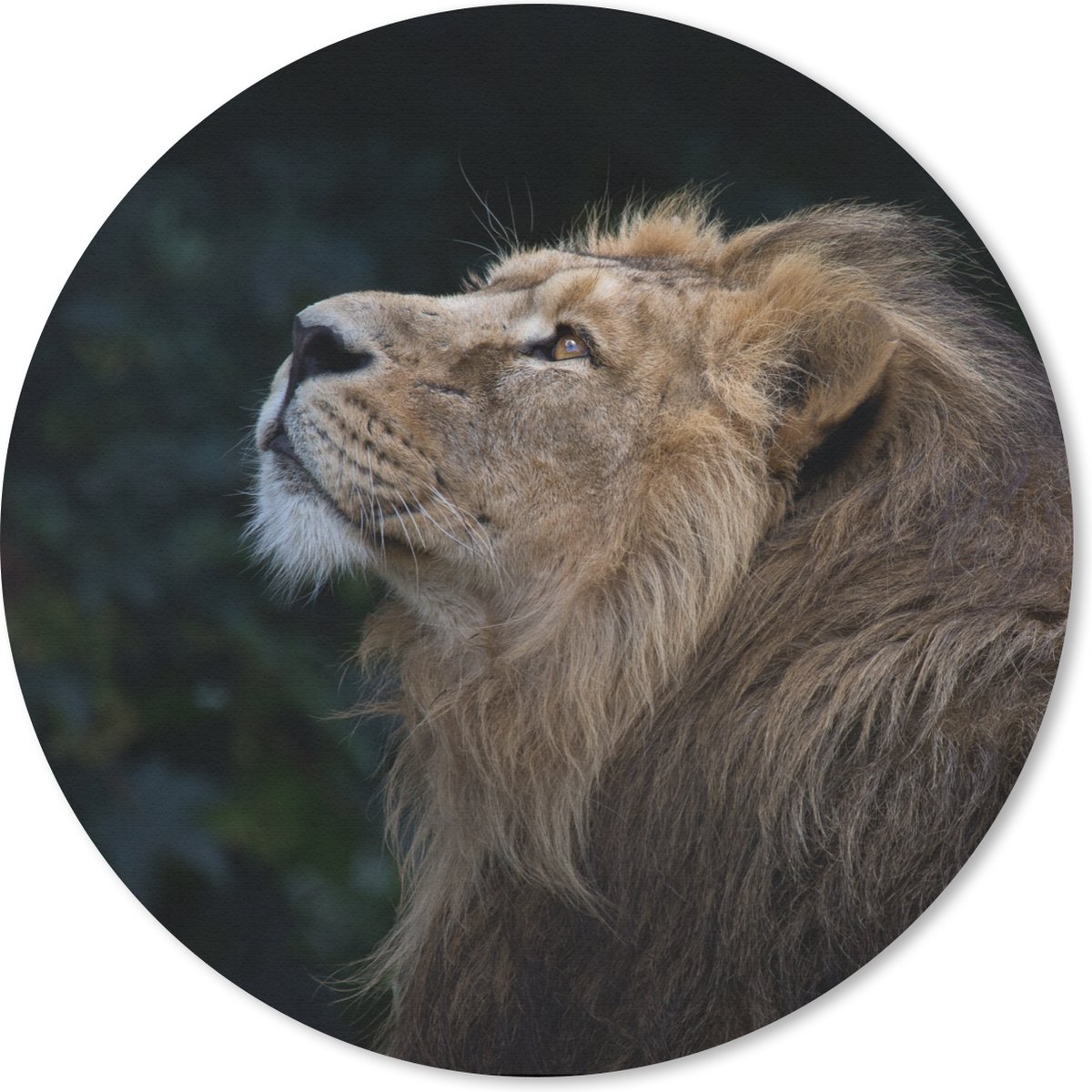 Muismat rond 50x50 cm - Mousepad Leeuw - Zwart - Jungle - Ronde muismatten