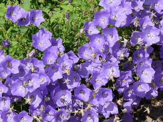 12x Karpatenklokje (Campanula carpatica ‘Blaue Clips’) - P9 pot (9x9)