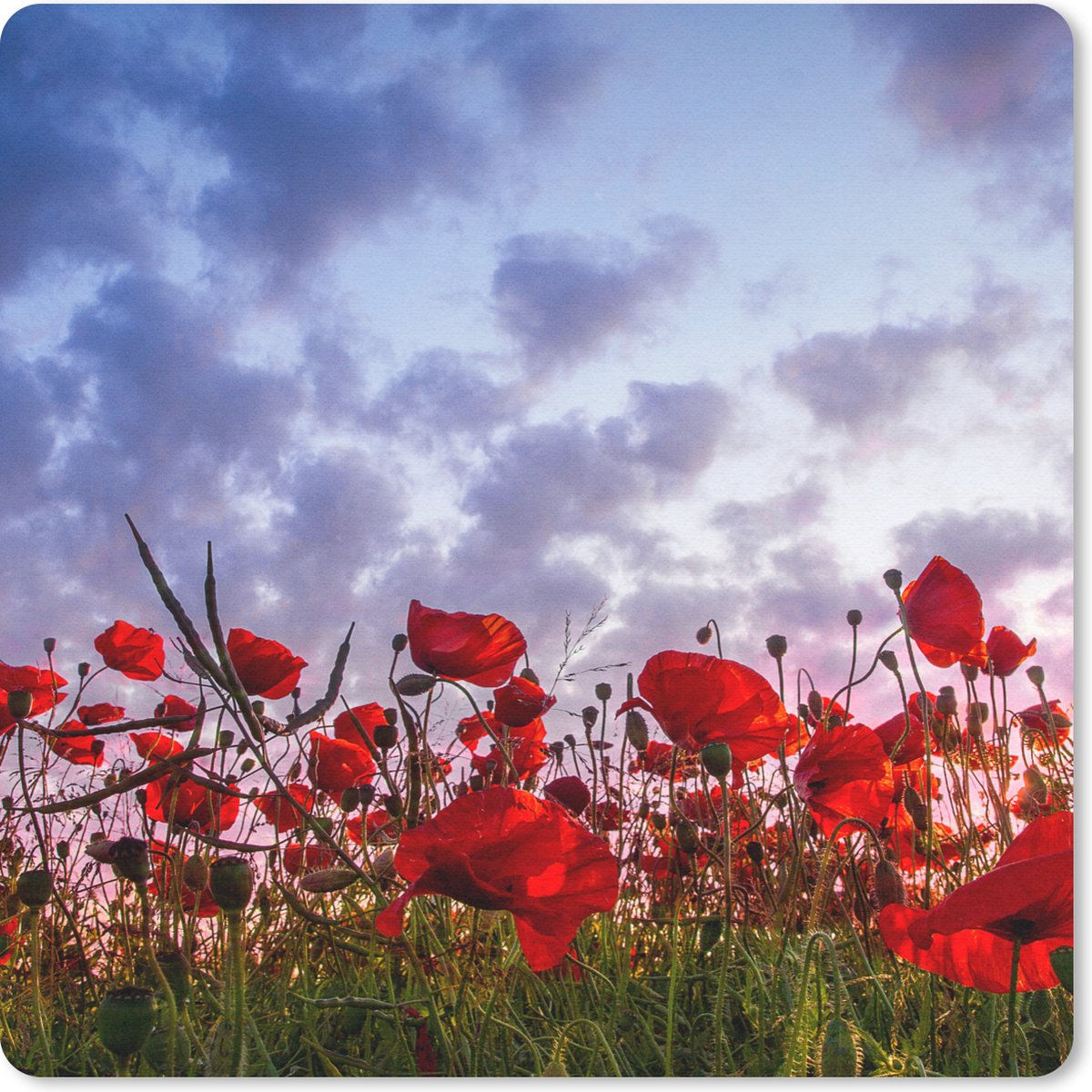 Muismat 30x30 cm - Mousepad Klaprozen - Zonsondergang - Lente - Muismatten