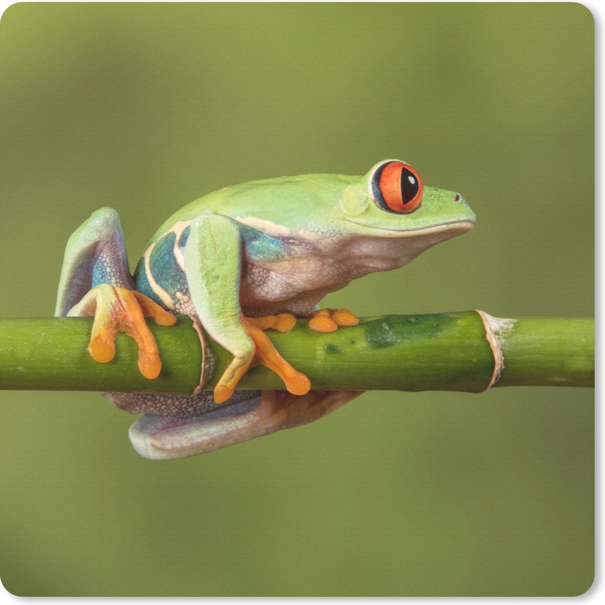 Muismat 30x30 cm - Mousepad Roodoogmakikikker op bamboe - Muismatten