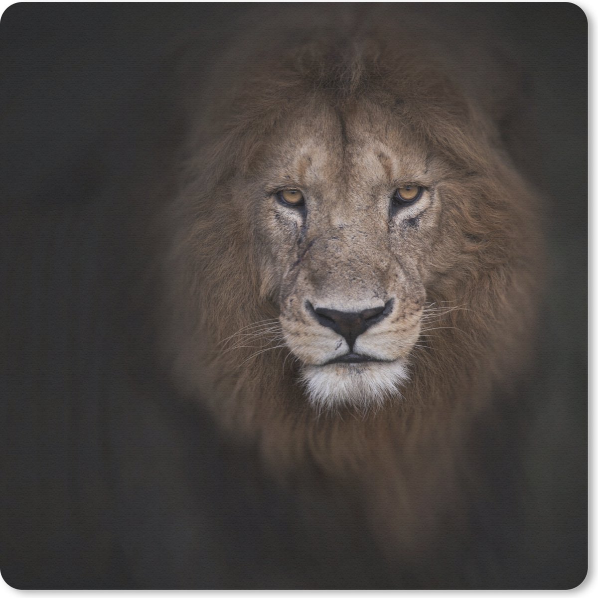 Muismat 30x30 cm - Mousepad Leeuw - Schaduw - Wild - Muismatten