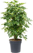 Kamerplant van Botanicly – Vingersboom – Hoogte: 95 cm – Schefflera arboricola