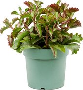 Plantenwinkel Kalanchoe Rubinea M 35 cm kamerplant