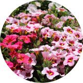Behangcirkel Kleurrijke Planten In De Tuin | ⌀ 100 cm | Zelfklevend | Wanddecoratie | Ronde Muursticker | Muurcirkel Binnen