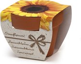 Tip: Kweekset Zonnebloemen - Zonnebloem - Zonne bloem-  Vaderdag - Moederdag - Moestuin - Verjaardag - Cadeau