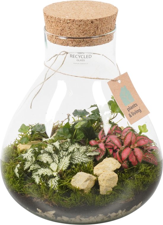 Foto: Terrarium elise