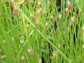 Naaldwaterbies (Eleocharis palustris) - Vijverplant - 3 losse planten - Om zelf op te potten - Vijverplanten Webshop