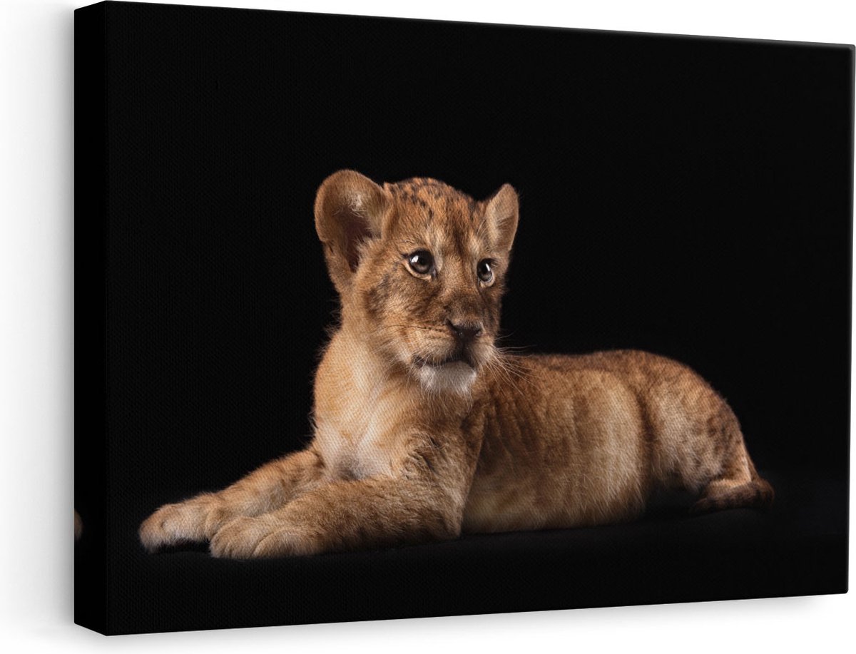 Artaza Canvas Schilderij Leeuwen Welp op het Zwart - Baby Leeuw - 60x40 - Foto Op Canvas - Canvas Print