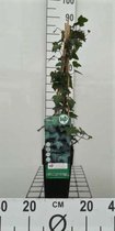 HEDERA HELIX 50- 60 cm in pot - klimop - klimplant - groenblijvend