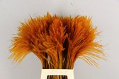 Oneiro’s Luxe Droogbloemen DF Miscanthus Bs(15pc) Orange 75cm – hotel chique - binnen - accessoires - decoratie – bloemen – mat – glans – industrieel