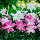 5x Lilium 'Oriental Mix' | Lelies | Gemengde kleuren | Zomerbloeiers | Meerjarige winterharde bollen |