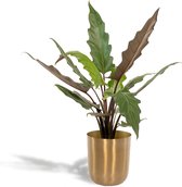 Alocasia Lauterbachiana - Olifantsoor - 80cm hoog, ø19cm - Kamerplant in pot - Grote kamerplant - Luchtzuiverend - Vers van de kwekerij