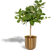 Ficus Benghalensis Petite Audrey Met pot - Banyan Boom - 90cm hoog , 21Ø - Kamerplant