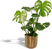 Monstera Deliciosa Met pot - Gatenplant - 80cm hoog , 21Ø - Kamerplant