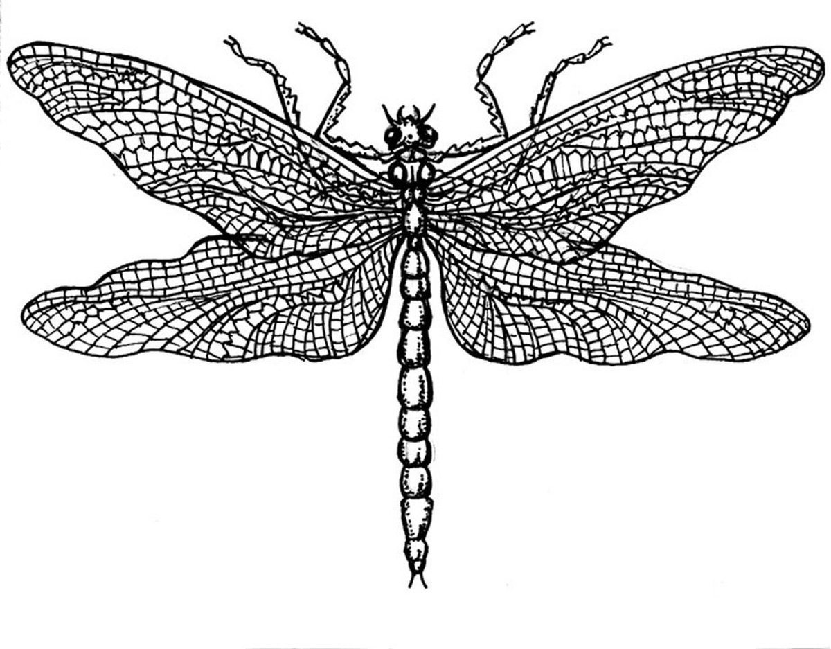 Dragonfly Drawing Unmounted Rubber Stamps (CI-033)
