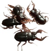 Fop Kakkerlakken 5 stuks