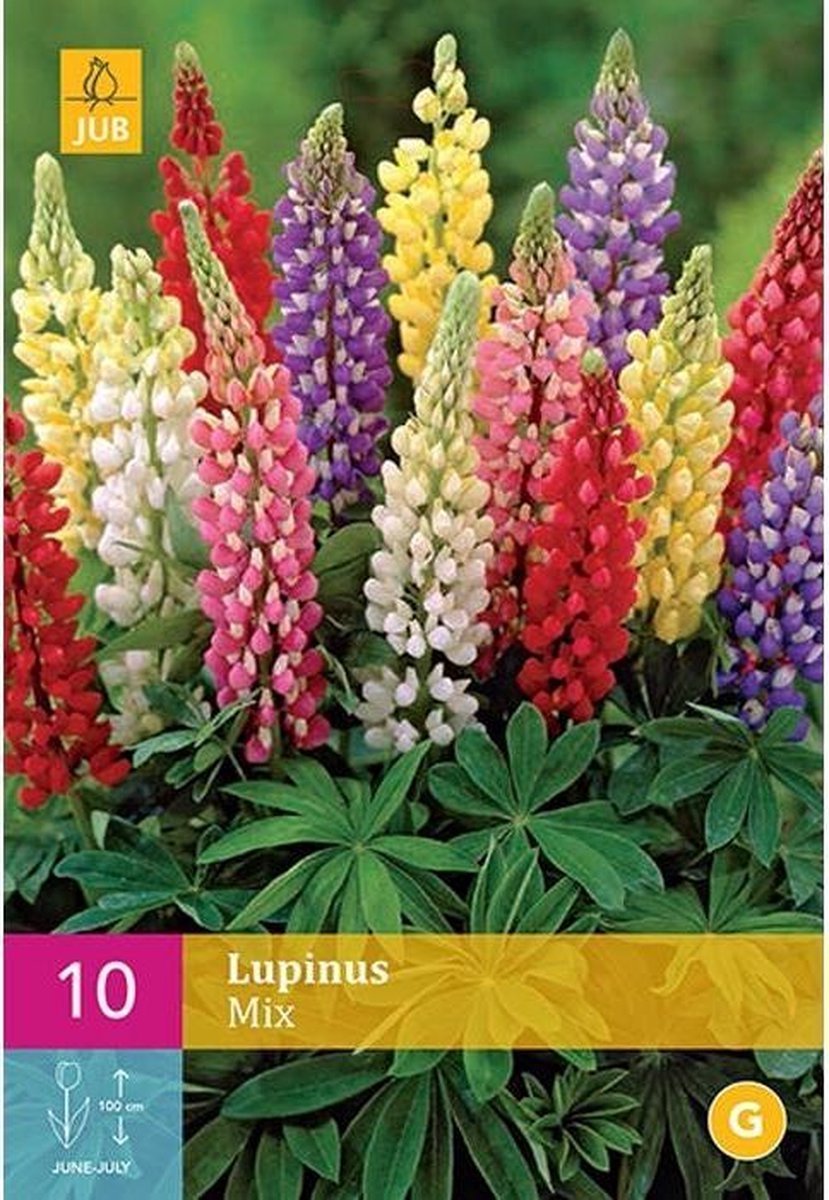 Lupine / Lupinus Mix - 10 Planten - Vaste Plant - Gemengde kleuren - Winterhard - JUB HOLLAND