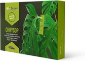 Biogrowi Chrysop - Spint trips bladluis en wolluis bestrijden kamerplanten - 20 kaartjes - Ongediertewering