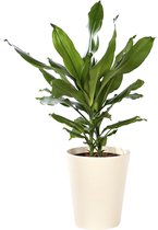 Plant in hydrocultuur systeem van Botanicly: Drakenboom met weinig onderhoud – Hoogte: 20 cm – Dracaena fragr. Janet Lind