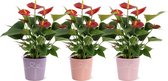 Kamerplanten van Botanicly – 3 × Flamingoplant – Hoogte: 30 cm – Anthurium diamond red