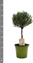 Kruiden van Botanicly – 4 × Thymus vulgaris – Hoogte: 40 cm