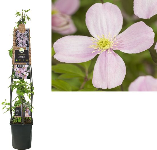 Foto: Klimplant clematis montana rubens bosrank 120cm