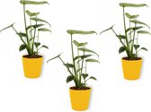 3x Kamerplant Monstera Deliciosa Tauerii – Gatenplant - ± 35cm hoog – 12 cm diameter  - in gele pot