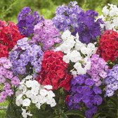 Phlox Mix - 5 Planten - Vaste Plant - Gemengde Kleuren - Winterhard