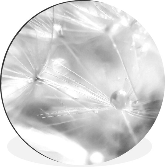 WallCircle - Wandcirkel - Muurcirkel - Een paardenbloem zaadknop bedekt met vroege dauw - zwart wit - Aluminium - Dibond - ⌀ 60 cm - Binnen en Buiten