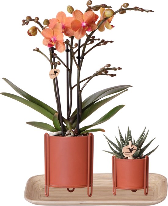 Kolibri orchids phalaenopsis blanc orchidée amabilis painted stripe pot vert - taille du pot 9cm