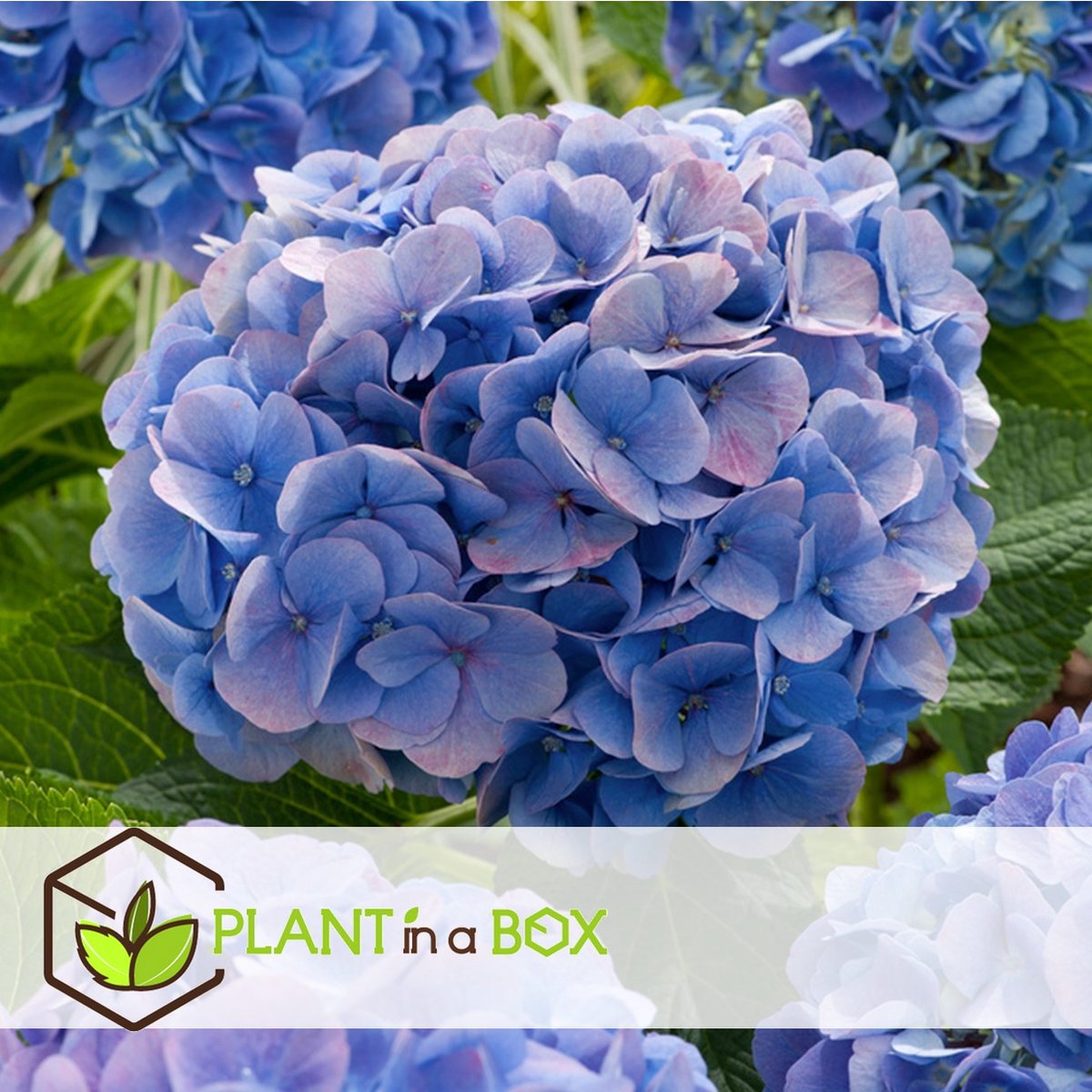 Plant in a Box - Set van 3 blauwe Hortensia's - Hydrangea macrophylla  'Early Blue' -... 