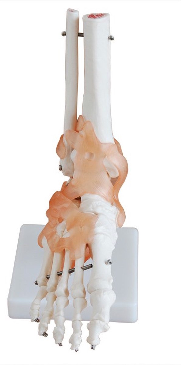 Anatomisch model van de Voet met ligamenten - anatomie voetskelet