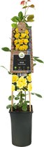 Klimroos Geel Rosa Golden Climber 75 cm klimplant