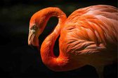 Flamingo - Foto op plexiglas formaat 120x80cm incl. gratis ophangsysteem - Wanddecoratie
