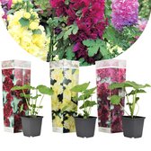 Plant in a Box - Alcea rosea - Mix van 3 - 'Spring celebrities' Crimson red, lemon, purple - Pot 9cm - Hoogte 25-40cm