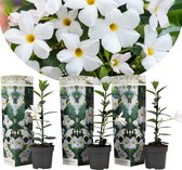 Plant in a Box - Dipladenia sanderii - Set van 3 - Witte tuinplant - Pot 9cm - Hoogte 25-40cm