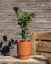 TOODAY Theeplant in pot Luuk terra