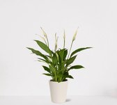 Spathiphyllum in sierpot Babe Wit – witte kamerplant – luchtzuiverende lepelplant - ↕35-50cm – Ø13 – geleverd met plantenpot – vers uit de kwekerij