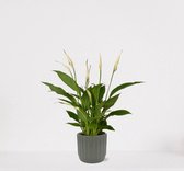 Spathiphyllum in sierpot Liam Grijs – witte kamerplant – luchtzuiverende lepelplant - ↕35-50cm - Ø13 – geleverd met plantenpot – vers uit de kwekerij